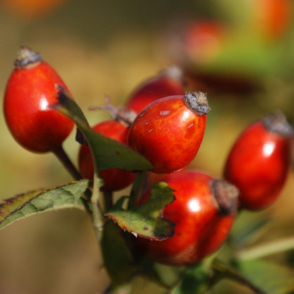 Rosa Mosqueta